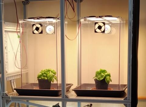 Allevamento di basilico con illuminazione OLED 