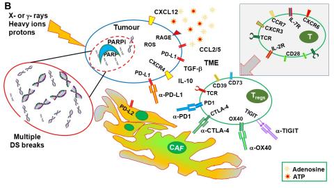 effetto immunostimolante della radioterapia