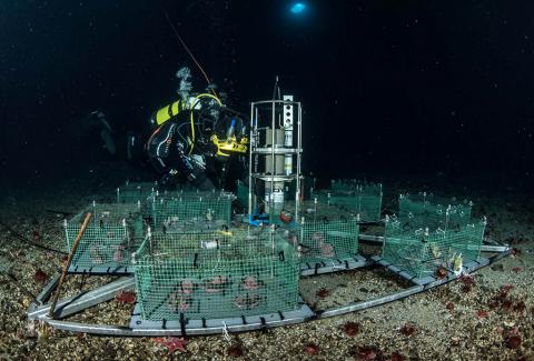 Installazione del laboratorio sottomarino nel mar di Ross in Antartide 