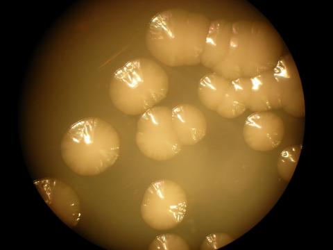 Colonie di batteri  Serratia ficaria SH7. Credit ENEA