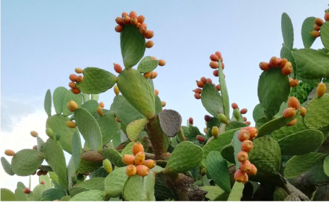 Opuntia ficus-indica (fico d’india)