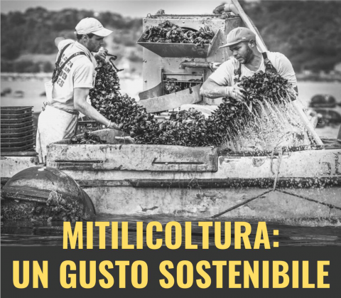 Mitilicoltura: un gusto sostenibile