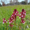 prato e fiori in città