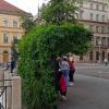 Pensilina verde a Budapest