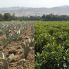 Composting a Mixture of Cactus Pear PruningWaste and Spent Coffee Grounds-article cover