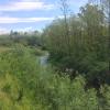 Ripristini di vegetazione arbustiva riparia lungo il torrente.