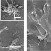 cambiamenti morfologici indotti dalle nanoplastiche nelle cellule di orata. Immagine microscopio a scansione elettronica (SEM)