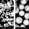 Immagini al microscopio elettronico delle polveri SS316L prima (sx) e dopo (dx) trattamento al plasma (foto ENEA)
