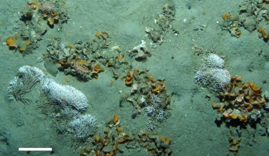 Bioconstructed ecosystems (depth: 300 m) in the Ross sea ( Antarctica). D. Gordon, NIWA (NZ).