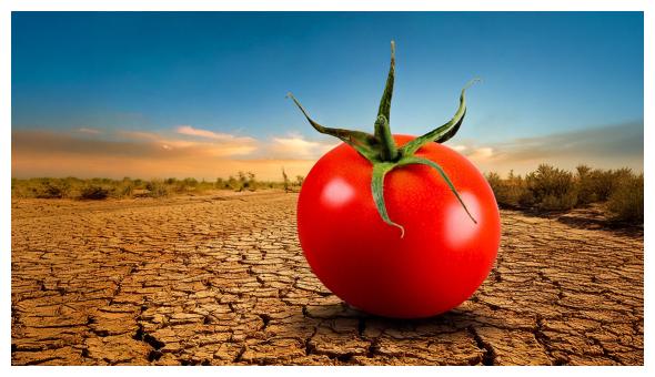Progetto HARNESSTOM Pomodoro