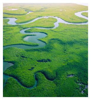 fiume e vegetazione