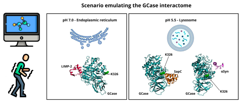 simulazione molecolare della β-glucocerebrosidasi