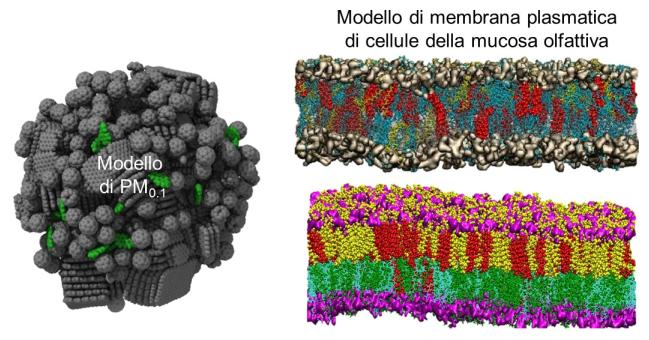 Interazione particolato e membrana cellulare