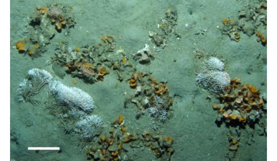Bioconstructed ecosystems (depth: 300 m) in the Ross sea ( Antarctica). D. Gordon, NIWA (NZ).