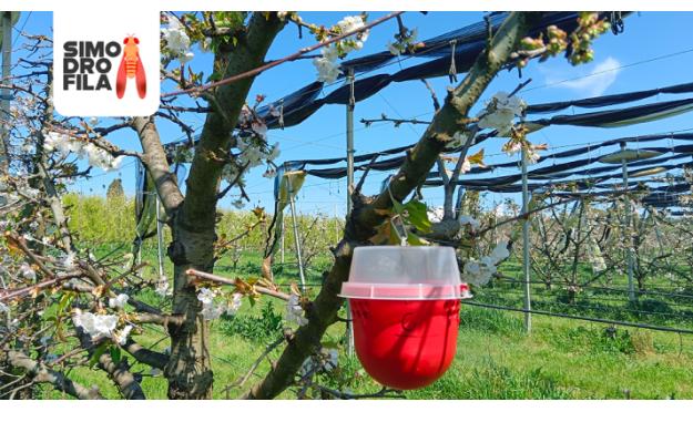 progetto simodrofila