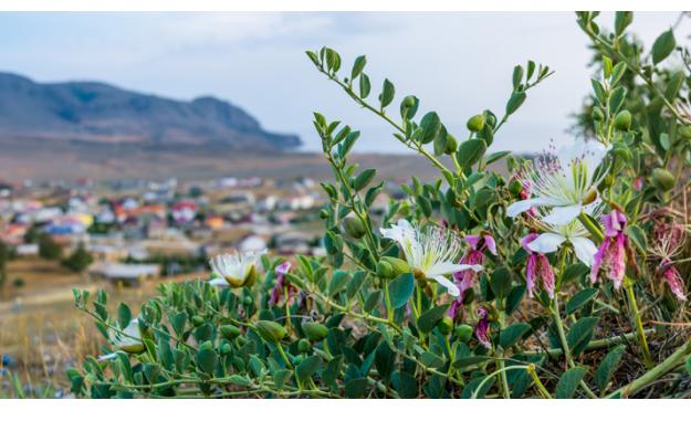 cappero igp Pantelleria - cimice Bagrada hilaris