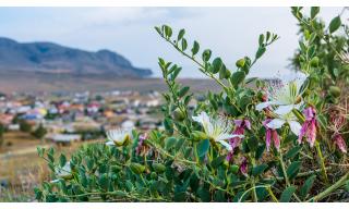 cappero igp Pantelleria - cimice Bagrada hilaris
