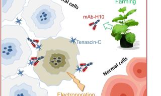 Elettroporazione e plant molecular farming