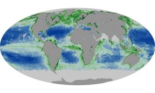 clorofilla negli oceani