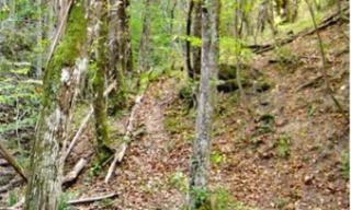 foresta foresta