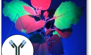 pianta Nicotiana benthamiana esprimente l'aflatossina M1 pianta Nicotiana benthamiana esprimente l'aflatossina M1