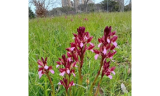 prato e fiori in città