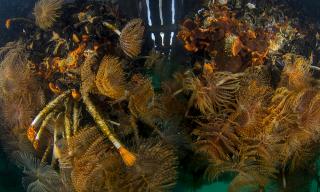 Organismi marini nel golfo di La Spezia