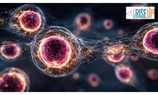 Effetti degli impulsi elettrici ultrabrevi sulle cellule staminali (RISEUP)