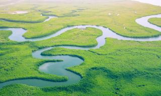 fiume e vegetazione