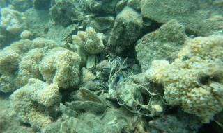 Esemplari di Ostrica nativa (Ostrea edulis) nel Golfo di La Spezia Esemplari di Ostrica nativa (Ostrea edulis) nel Golfo di La Spezia