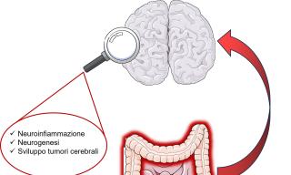 asse intestino cervello asse intestino cervello