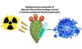 effetto radiprotettivo dell'opuntia