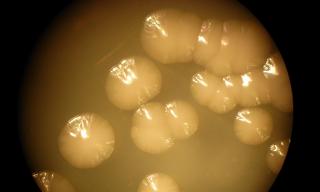 Colonie di batteri di Serratia ficaria SH7 Credit ENEA Colonie di batteri di Serratia ficaria SH7 Credit ENEA
