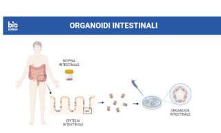 produzione organoidi intestinali produzione organoidi intestinali