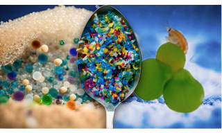 Ricerca ENEA-CNR trasferimento di microplastiche in acqua dolce Ricerca ENEA-CNR trasferimento di microplastiche in acqua dolce