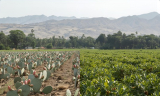 Composting a Mixture of Cactus Pear PruningWaste and Spent Coffee Grounds-article cover Composting a Mixture of Cactus Pear PruningWaste and Spent Coffee Grounds-article cover